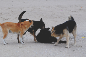  Hoe zich te ontdoen van zwerfhonden