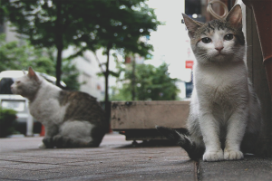  Hoe zich te ontdoen van katten en katten