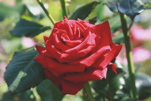  Hoe een roos te laten groeien van een snijbloem