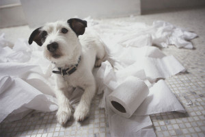  Een hond leren hoe hij op straat naar het toilet kan gaan