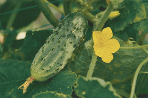  How to grow cucumber seedlings