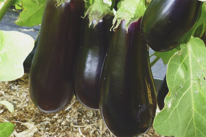  How to grow eggplants in the greenhouse