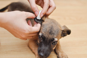  Wie zieht man einen Hund an?