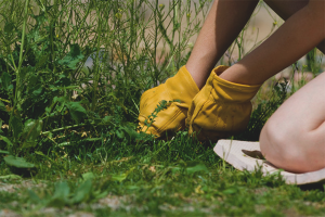  How to get rid of weeds in the garden