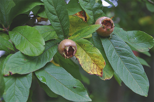  German loquat