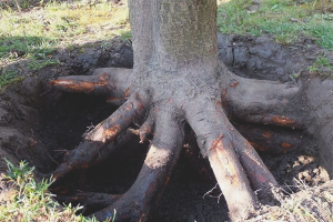  How to get rid of tree roots