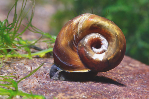  Hoe zich te ontdoen van slakken in het aquarium