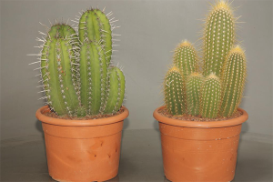  Hoe zorg je voor cactus