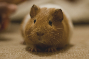  Hoe zorg je voor cavia's