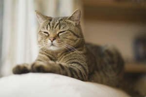  Wie man die Katze entwöhnt, um das Territorium in der Wohnung zu markieren