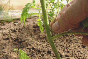  How to make tomatoes