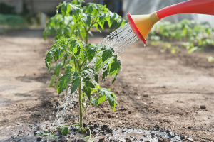  How often to water the tomato seedlings