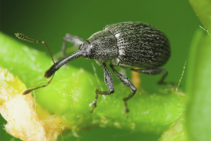  Hoe zich te ontdoen van weevil op aardbeien