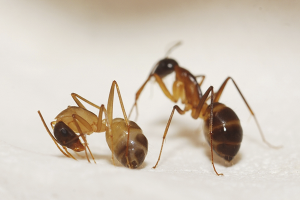  Hoe zich te ontdoen van rode mieren in het appartement