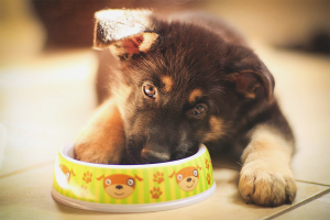  Hoe een puppy van een Duitse herder te voeden