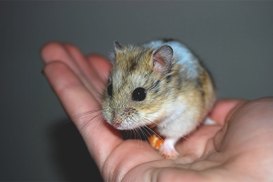  Hoe een hamster aan handen te temmen