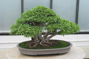  Jak uprawiać bonsai