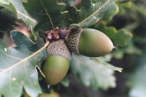  How to grow oak from acorn