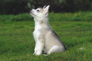  Huskies trainieren