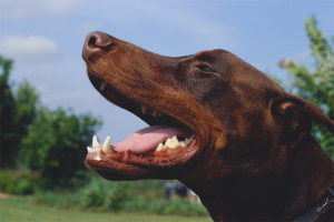  Hoe zich te ontdoen van slechte adem bij honden