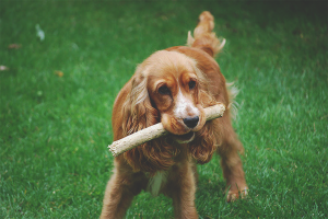  Hoe een hond leren een stok te brengen