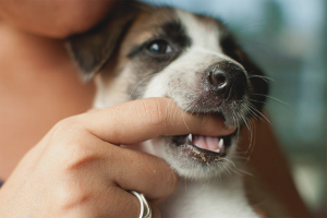  Wie man einen Hund beißt