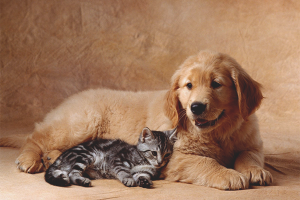  Wie man eine Katze mit einem Hund anfreundet