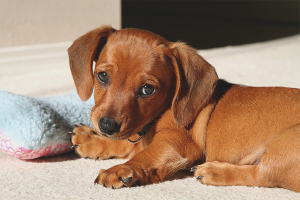  Wie kann man die Immunität des Hundes verbessern?