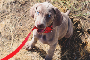  Een pup aan een riem en halsband leren