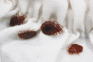  Bagaimana untuk menghilangkan bedbugs secara berasingan dari sofa