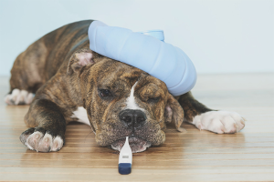  Hoe de temperatuur van de hond omlaag te brengen