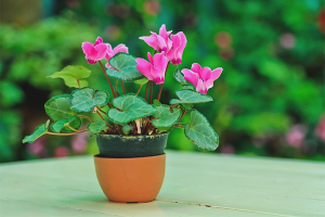  Cyclamen uit zaad laten groeien