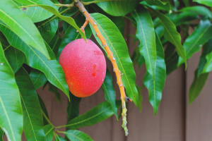  Hoe mango van bot te laten groeien