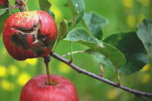  How to deal with scab on an apple tree