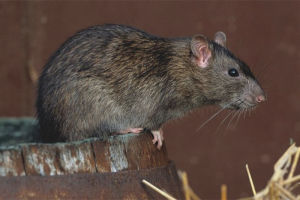  Hoe zich te ontdoen van ratten in het kippenhok