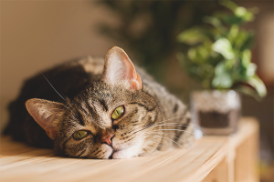  How to wean a cat to climb tables