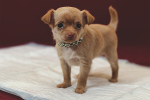  Hoe een puppy te leren lopen op een luier