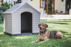  Hoe een hond naar de stand te leren