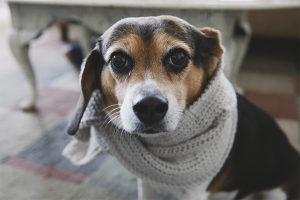  Hoe snot bij een hond te behandelen