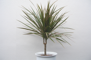  Hoe dracaena te transplanteren