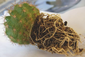  Hoe cactus te transplanteren