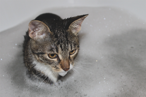  Wie eine Katze waschen, wenn sie Angst vor Wasser hat