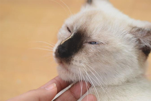  Wie beruhigt man eine Katze während der Brunst?