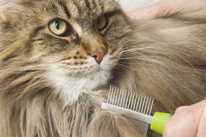  Wie kann man Katzenbastler loswerden?