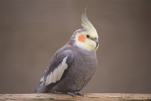  Wie man Corella das Sprechen beibringt