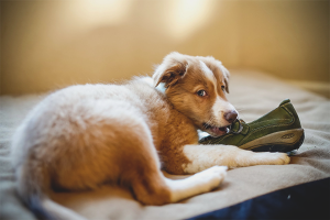  Wie man einen Hund entwöhnt, um Dinge zu nagen