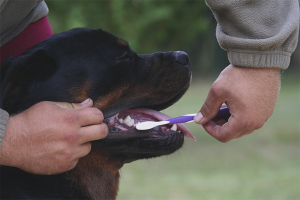  Wie putzen Sie die Zähne Ihres Hundes?