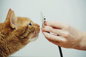  Wie behandelt man die laufende Nase einer Katze?