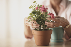  Hoe zorg je voor een roos in een pot