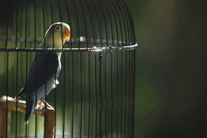  How to drive a parrot into a cage